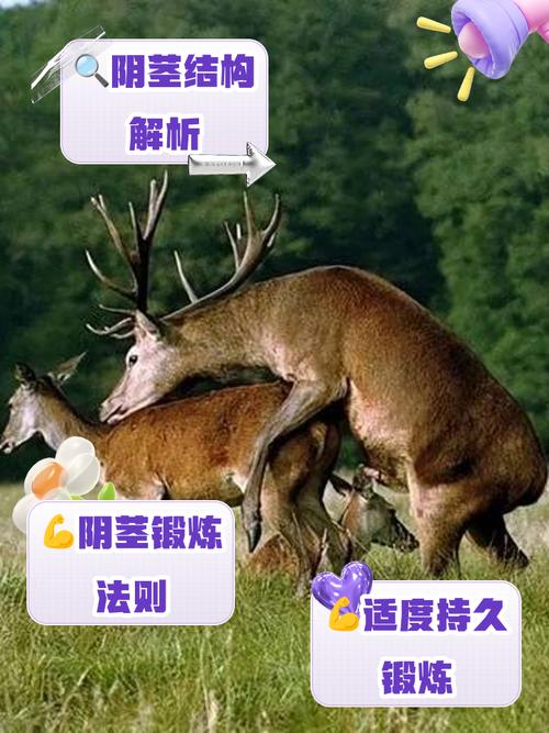 添下面视频2026截图