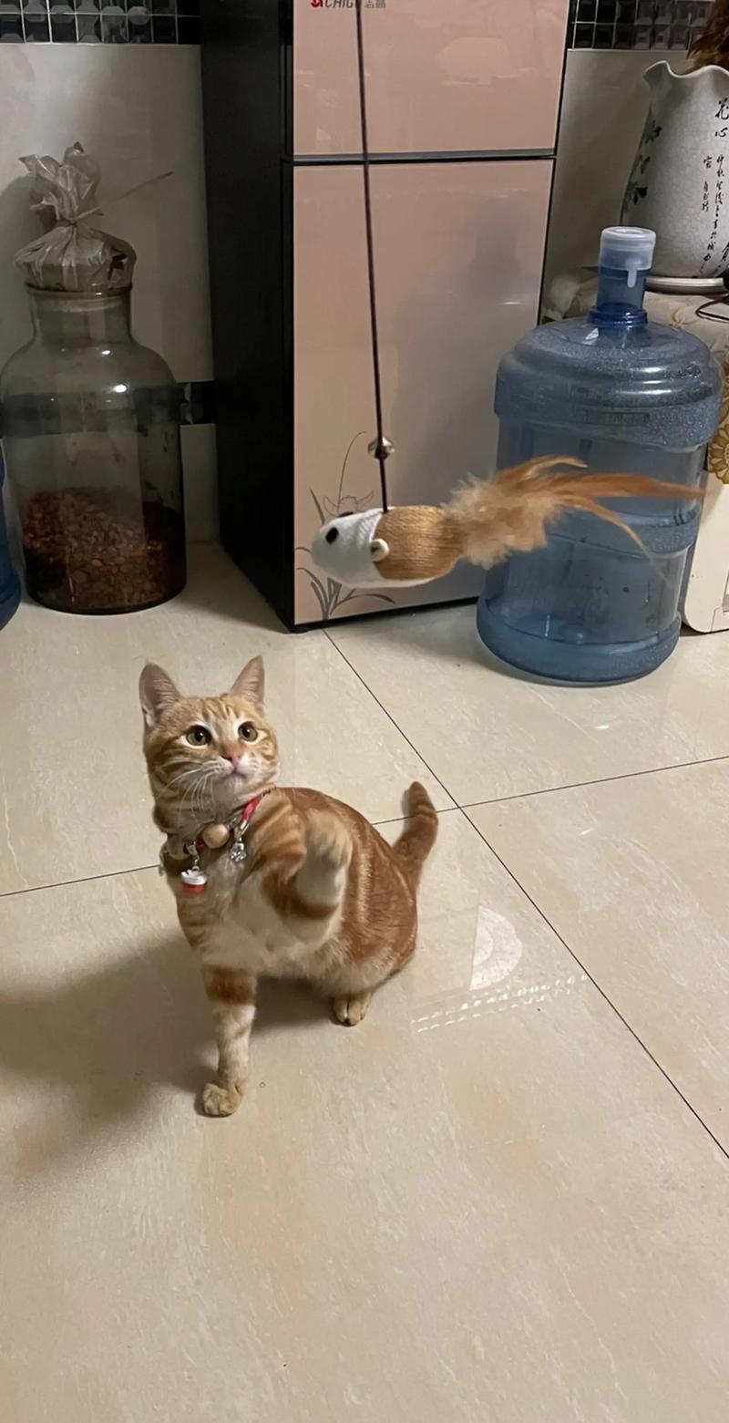 逗猫视频2026