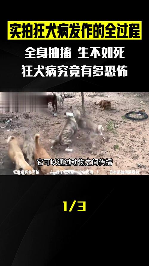 狂犬病视频2026截图