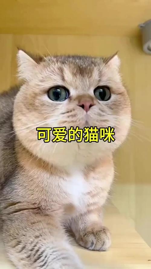 搞笑猫咪视频2026