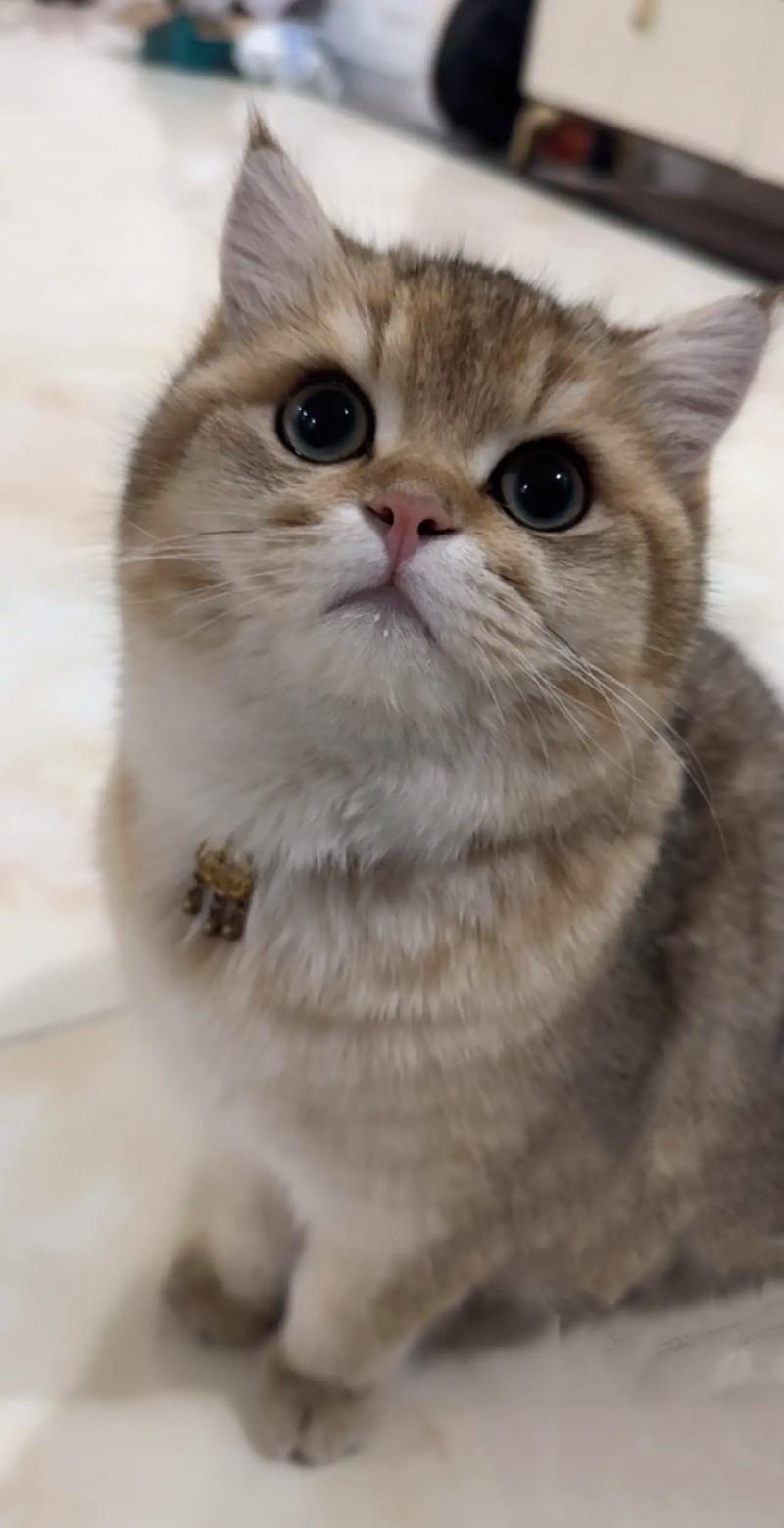猫咪在线视频2026截图