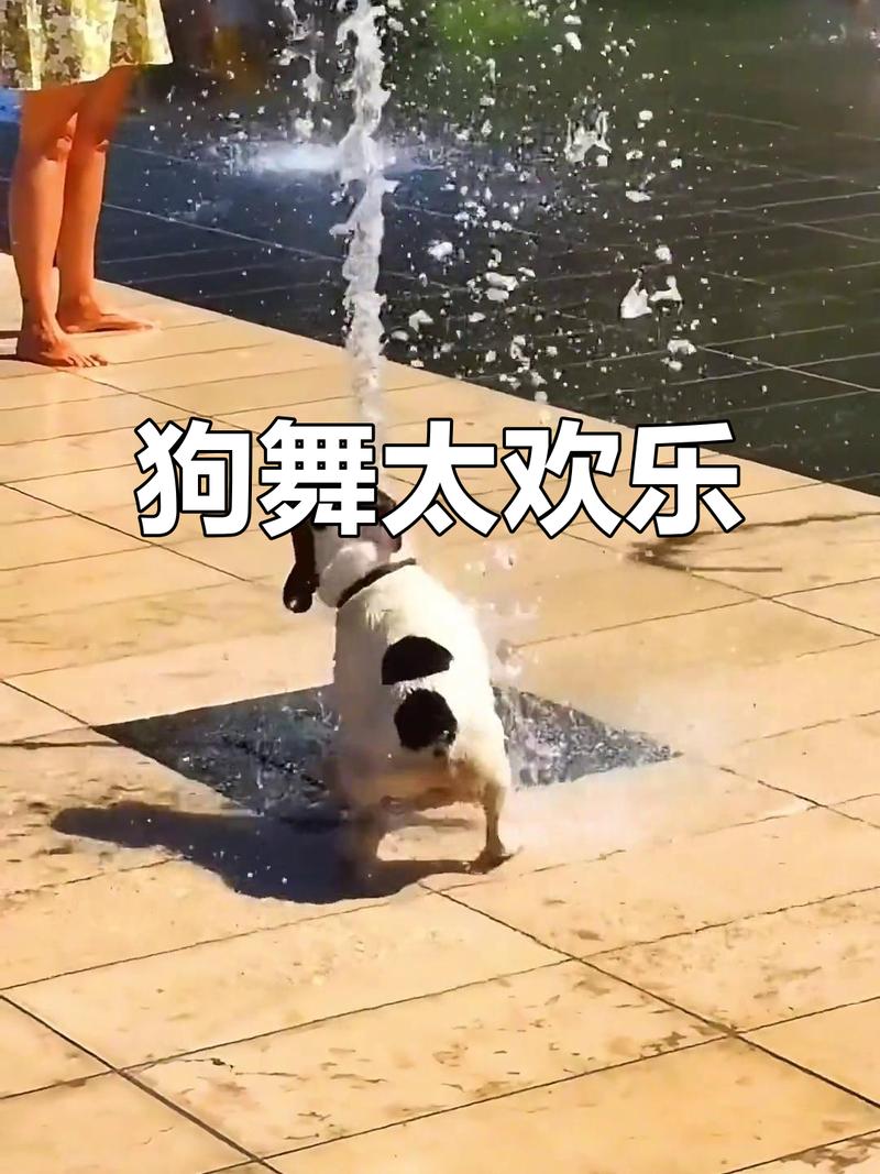 宠物搞笑视频2026