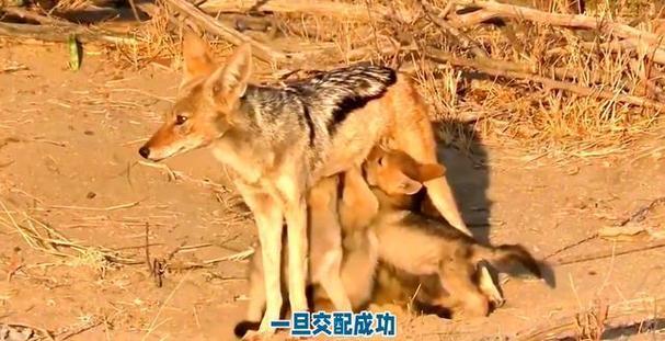 狼交配视频2026