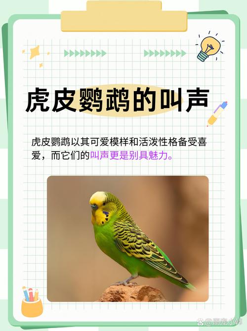 虎皮鹦鹉视频叫声2026