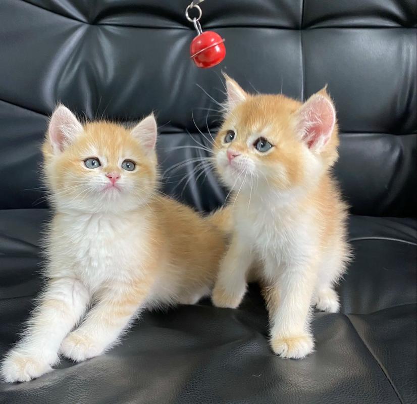 可爱的猫咪视频2026