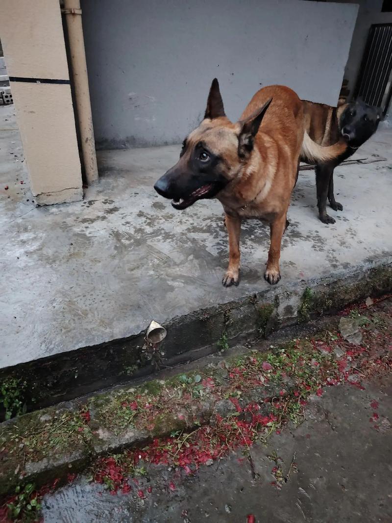 马犬配种视频2026