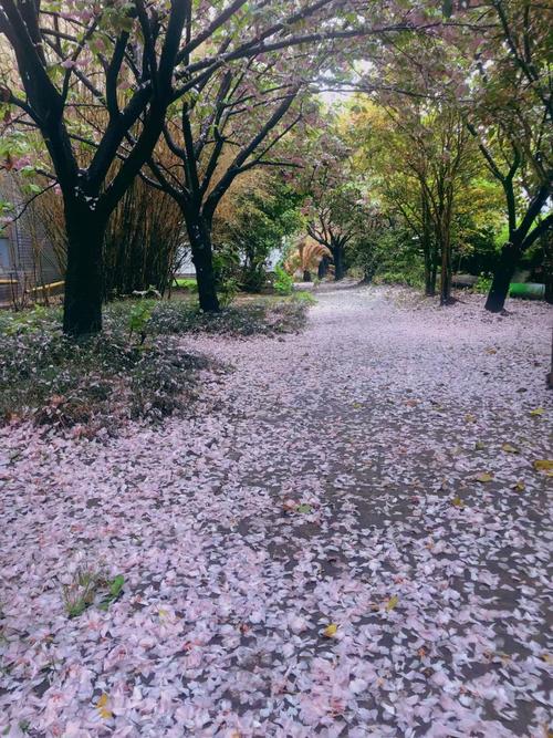 樱花飘落视频2026