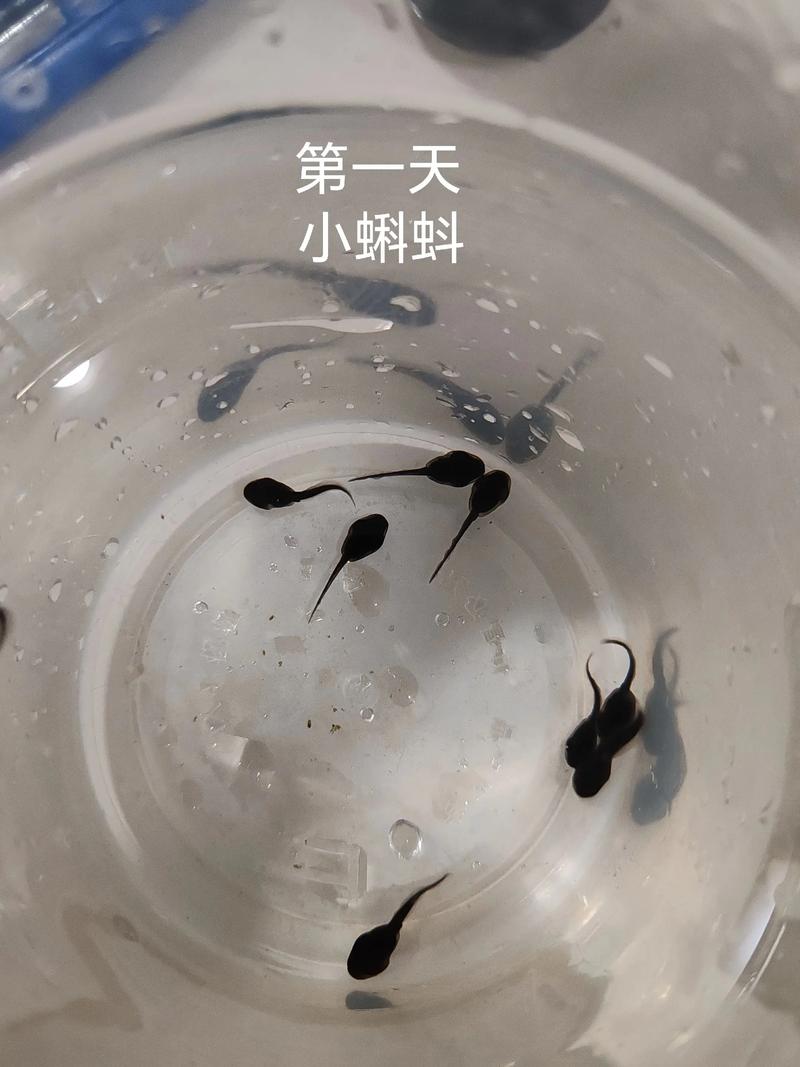 小蝌蚪在线视频2026