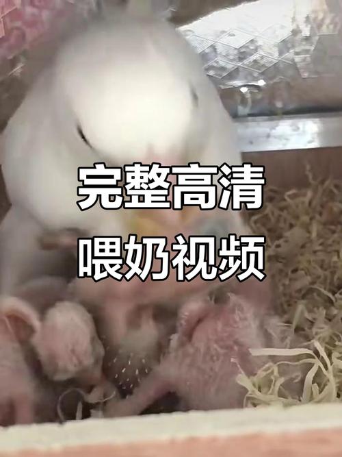 乳汁视频2026
