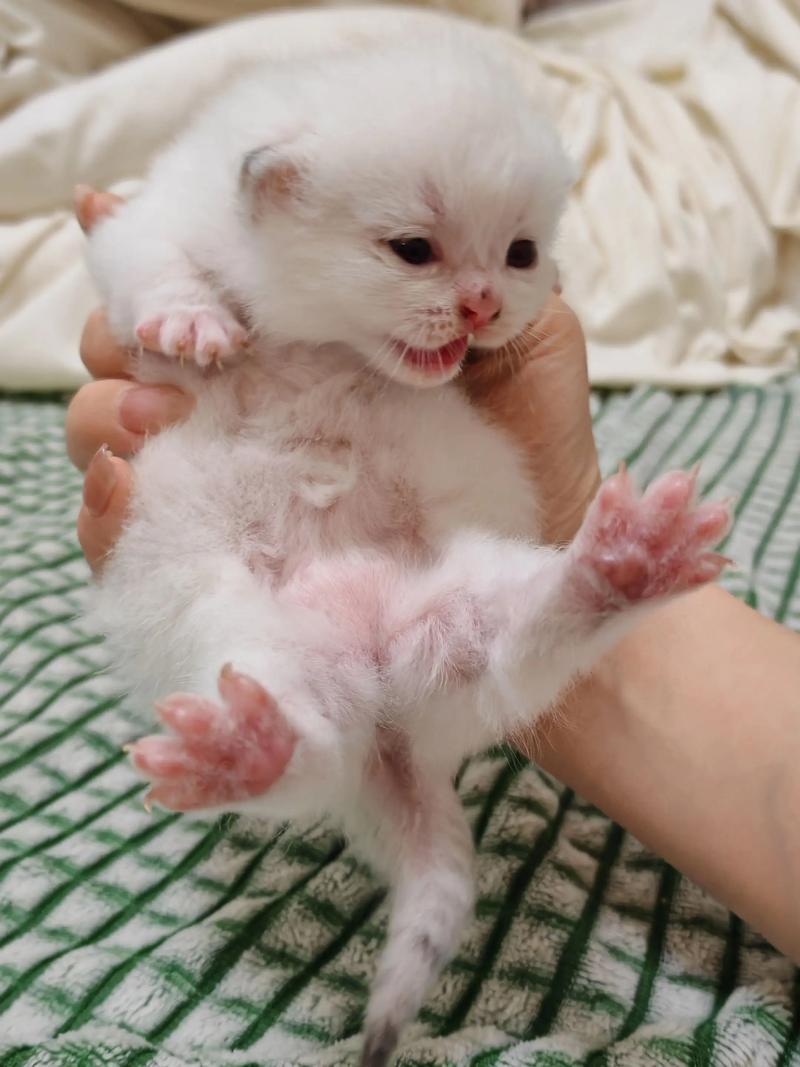 小奶猫视频2026