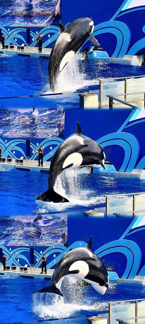 海洋动物视频2026