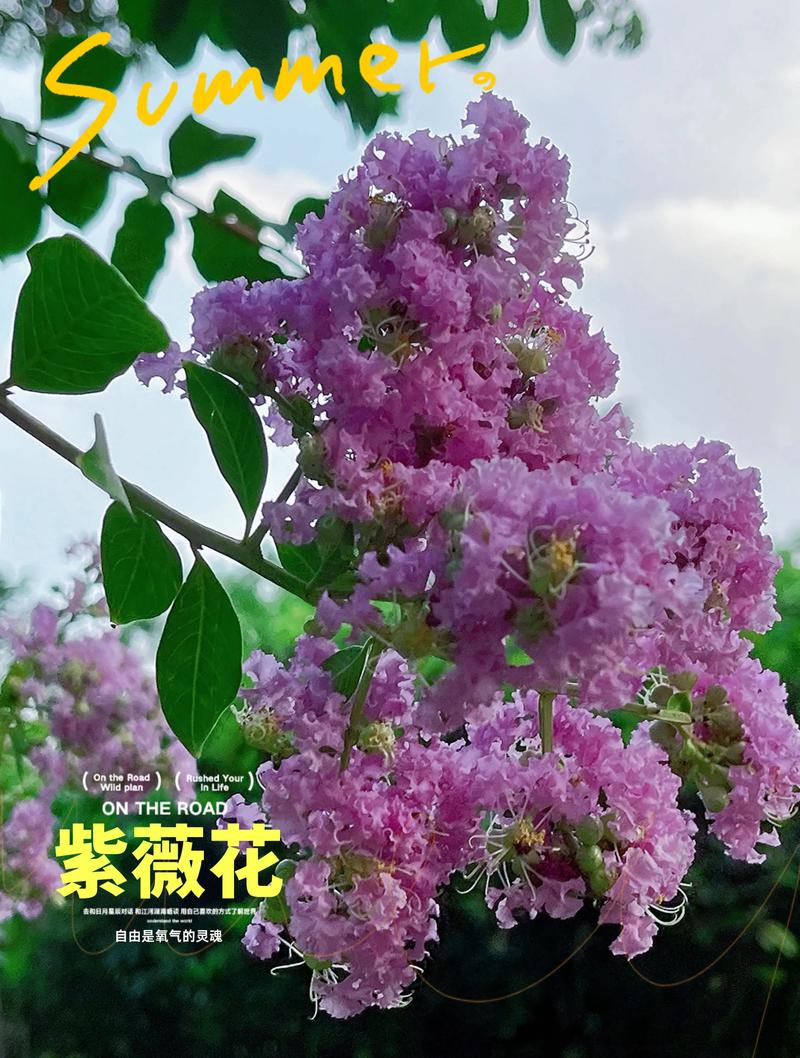 紫薇视频2026截图