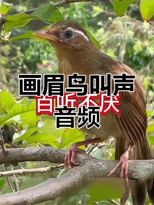 画眉鸟的叫声视频2026