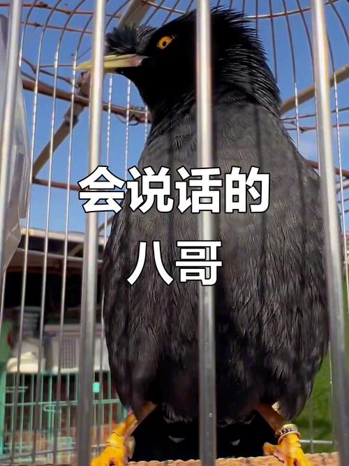八哥鸟说话视频2026