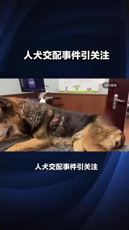 人狗性爱视频2026