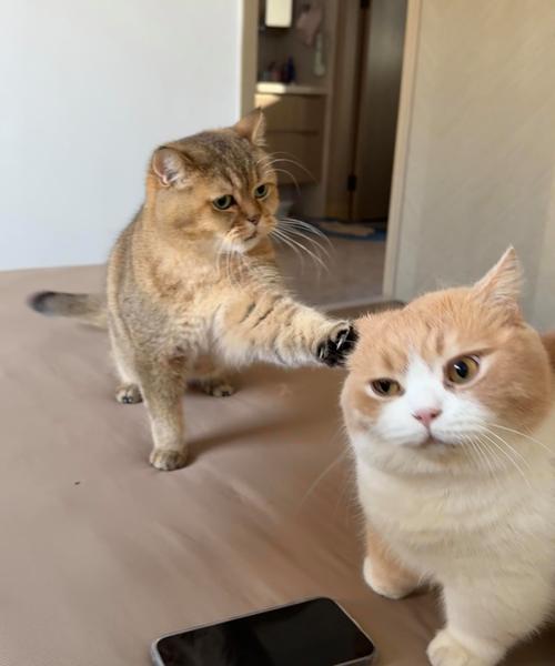猫打架视频2026