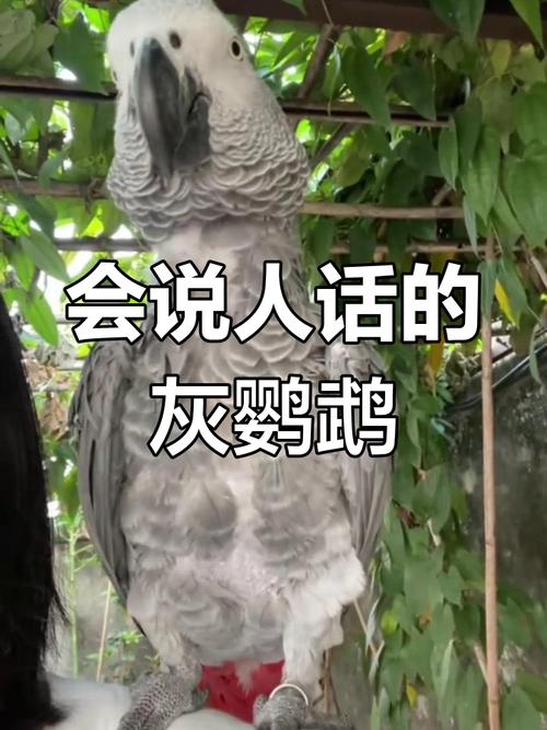 灰鹦鹉说话视频2026