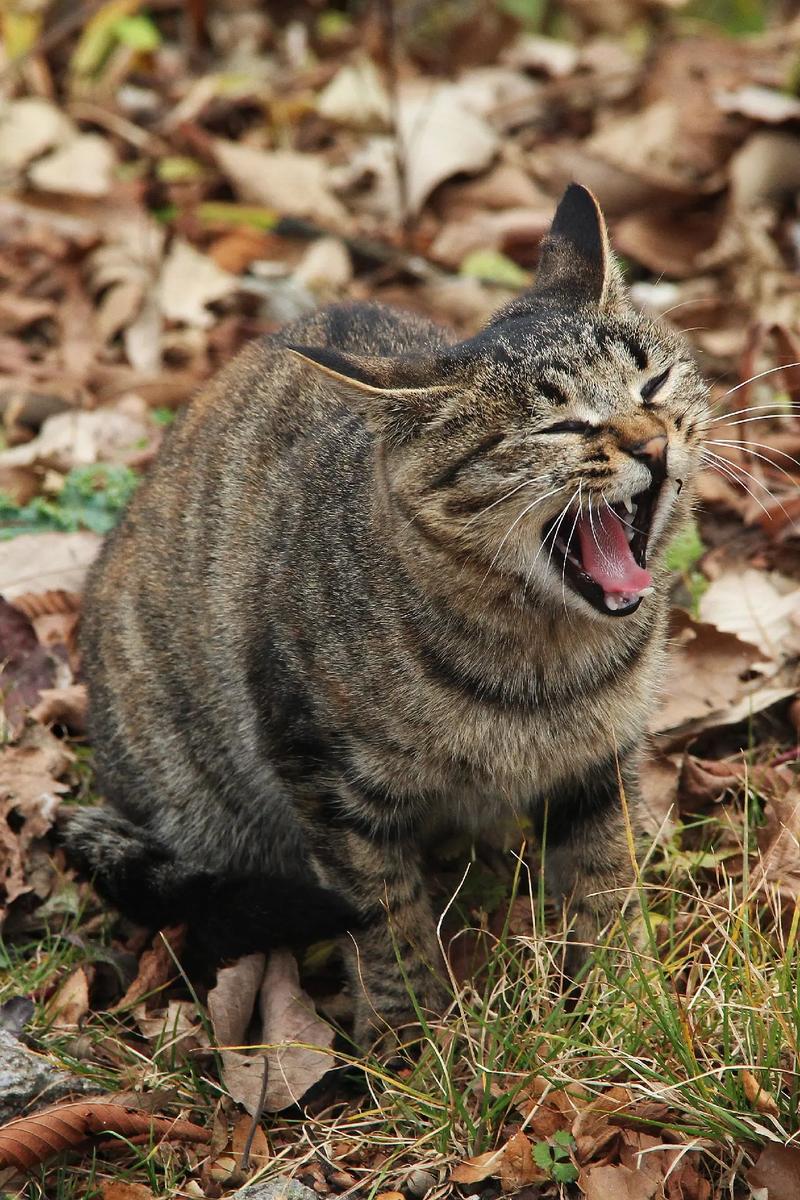 野猫视频2026