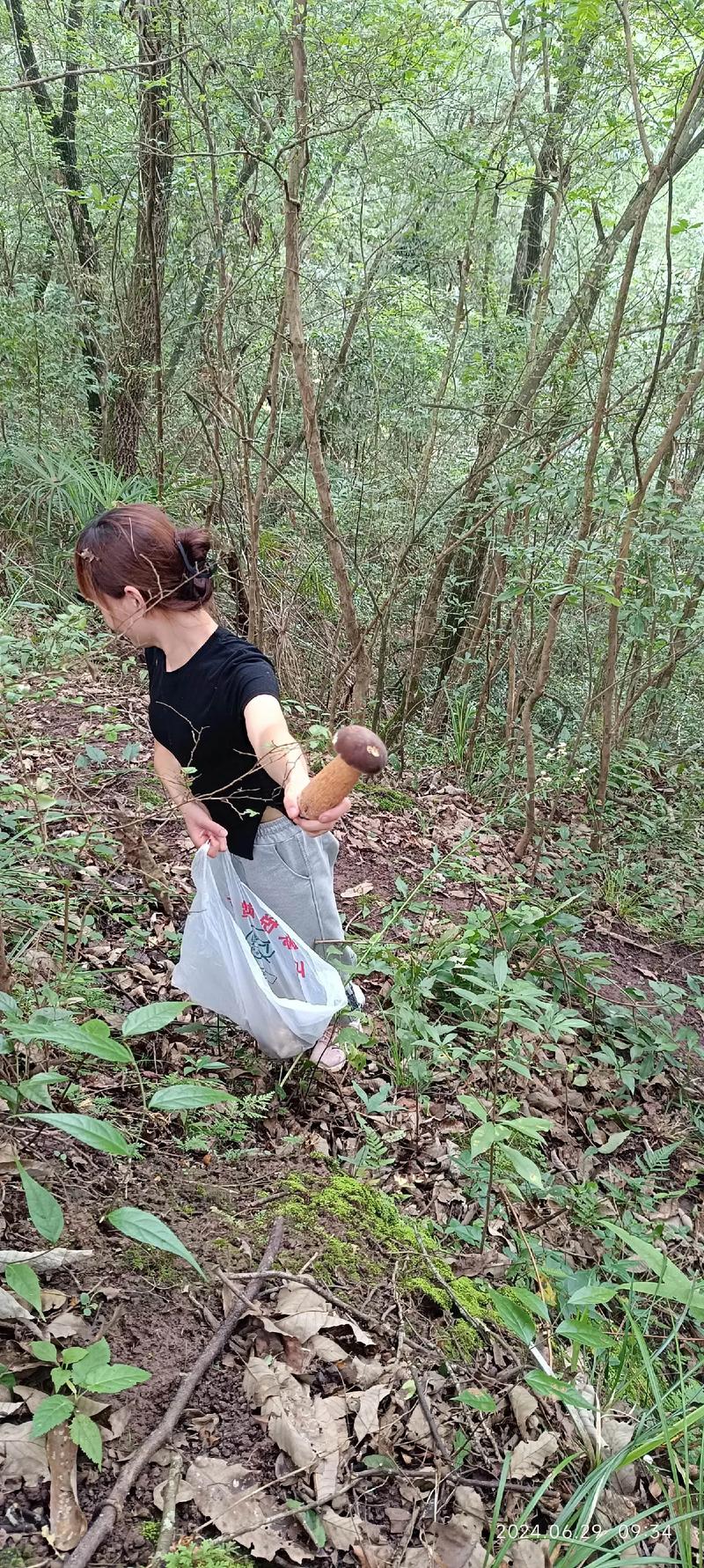 采蘑菇视频2026