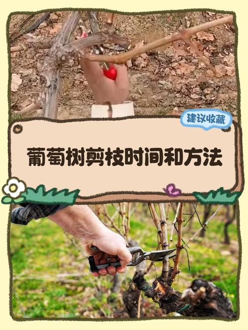 葡萄树的修剪方法视频2026
