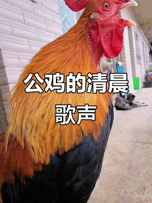 公鸡打鸣的视频2026