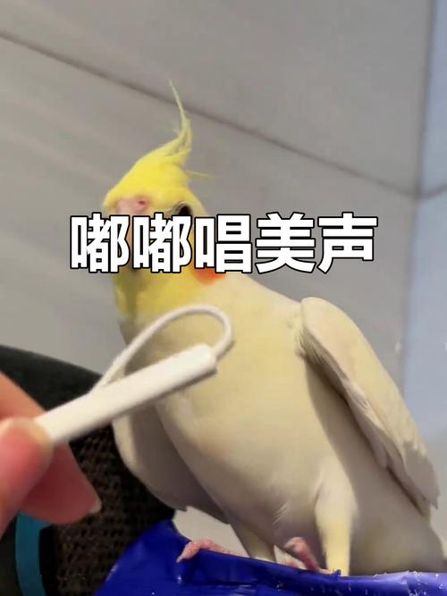 鹦鹉唱歌视频2026