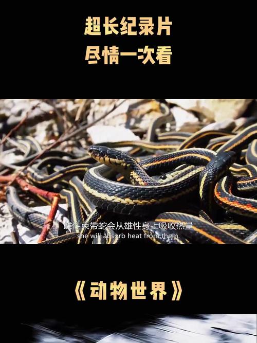 动物世界大全视频播放2026