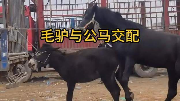 马驴配种视频2026