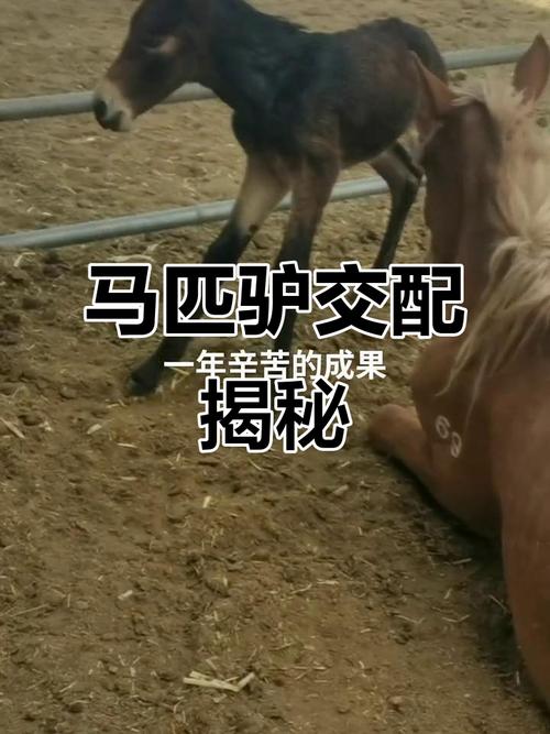 驴马视频2026
