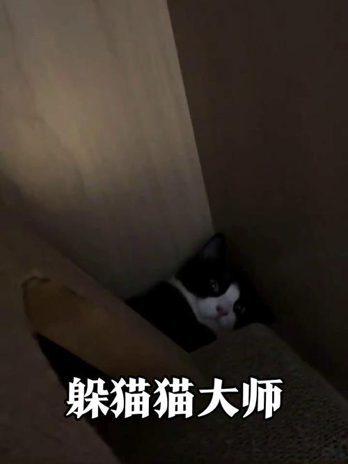 躲猫猫视频2026