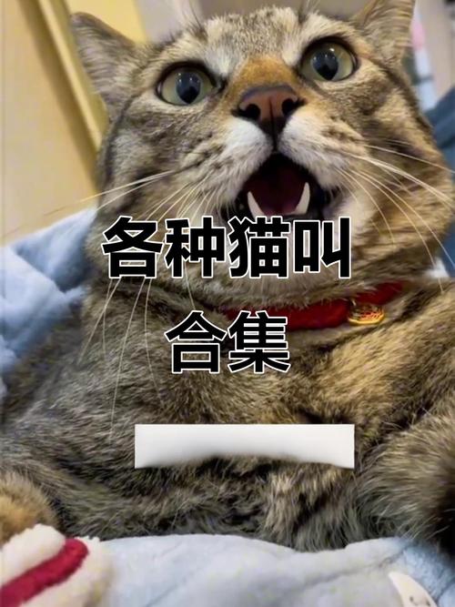 猫叫视频2026