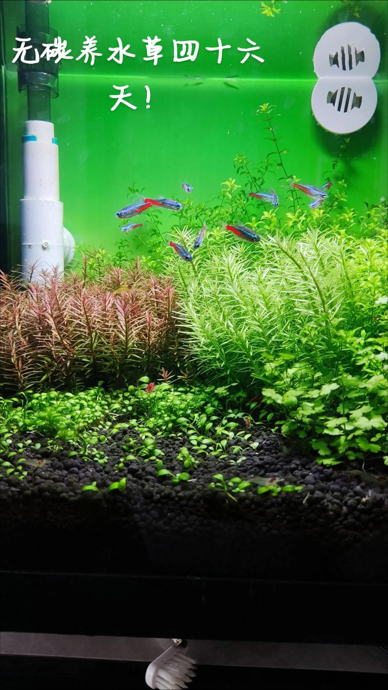 水草视频2026