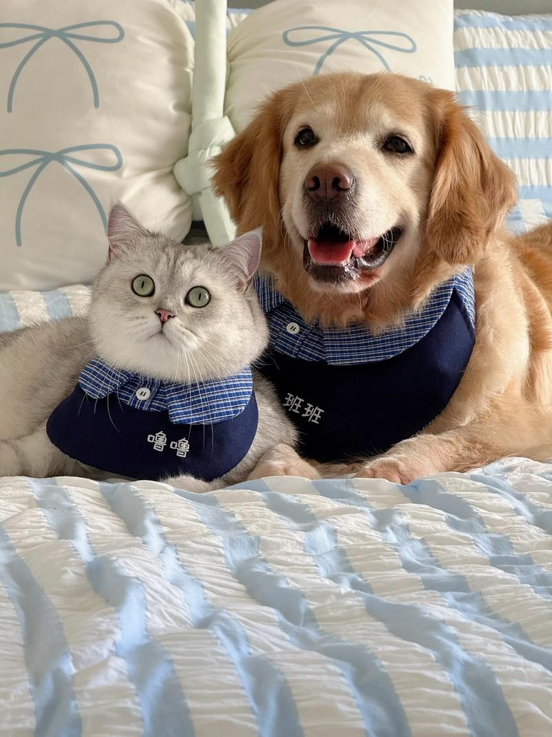 猫狗视频2026