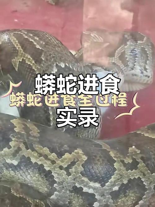 蛇吃蛇视频2026