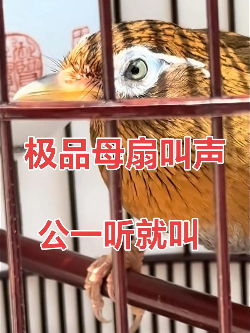 母画眉鸟大叫视频2026