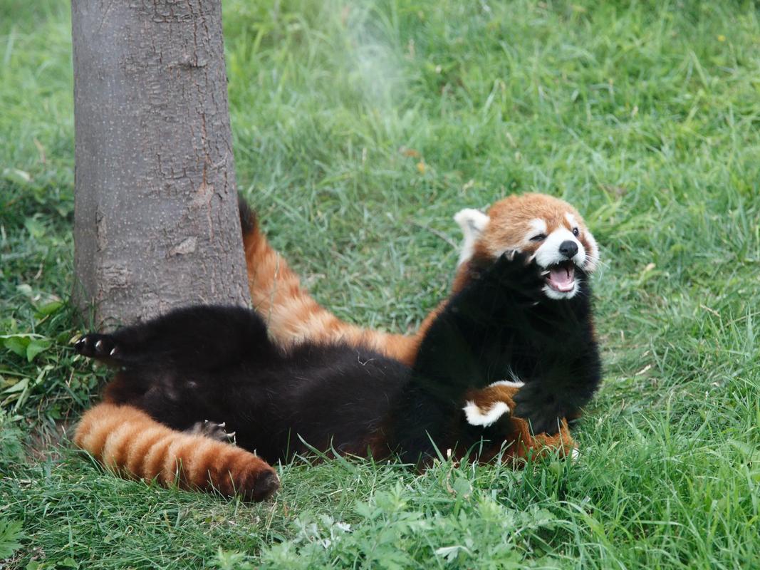小熊猫视频2026