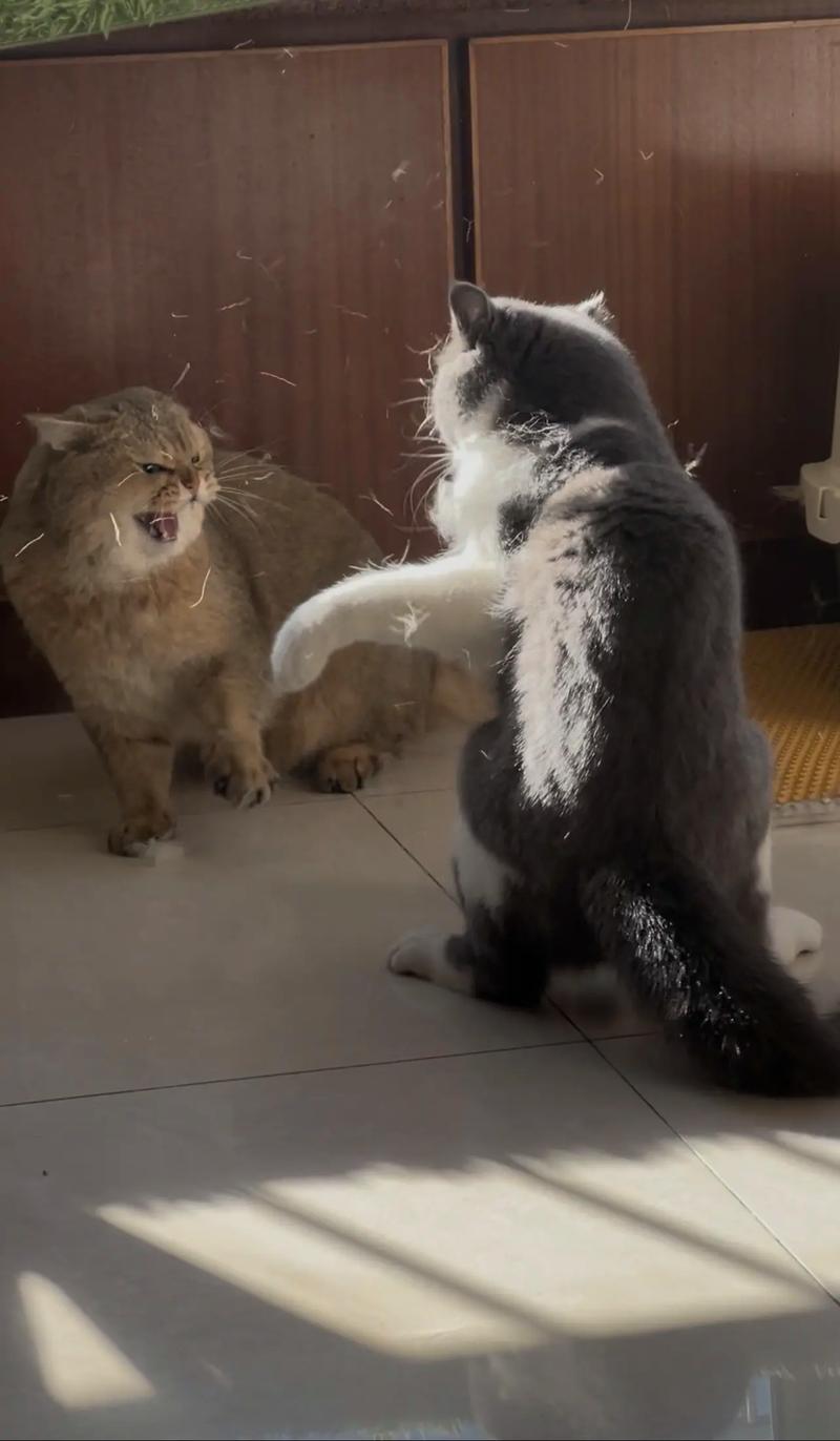 猫咪打架视频2026
