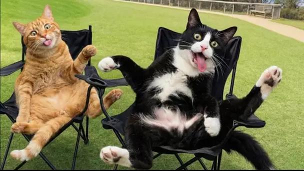 打猫视频2026