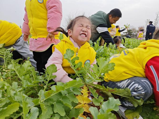 拔萝卜的视频2026