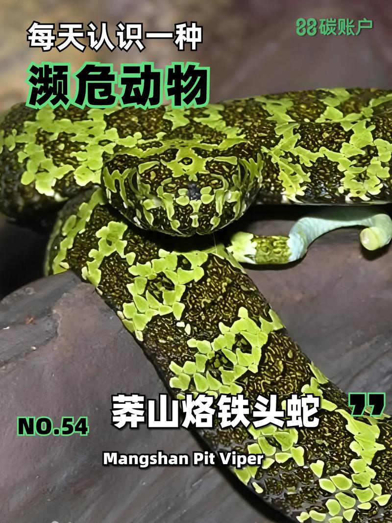 最大莽山烙铁头蛇视频2026