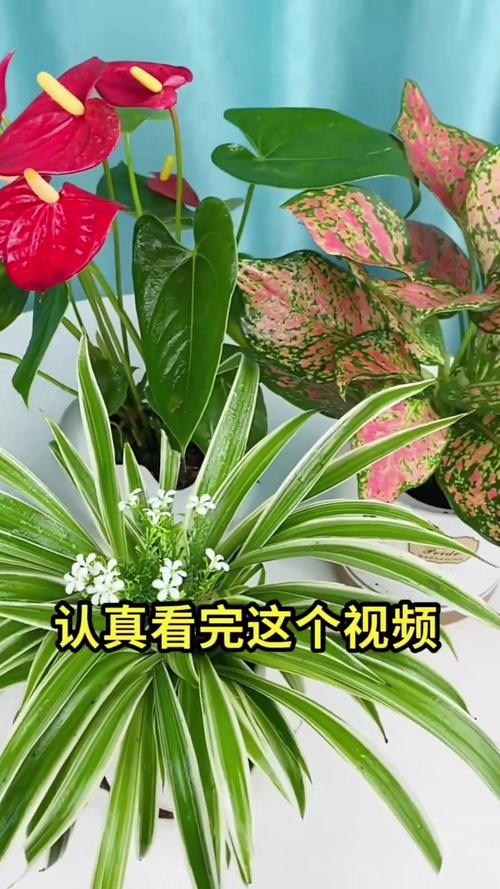 植物视频2026