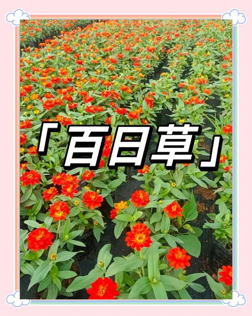 百草视频2026