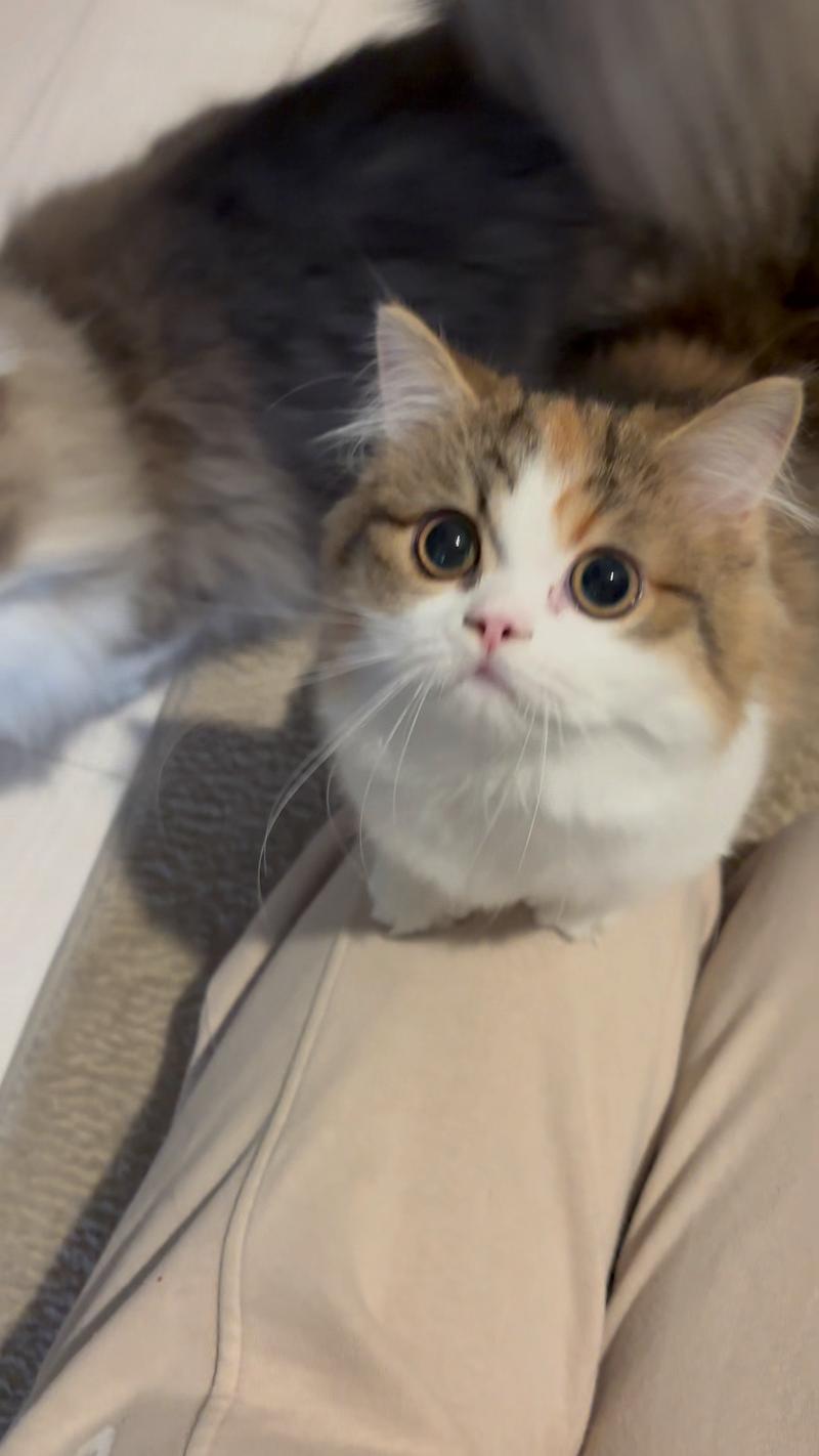 小猫咪的视频2026
