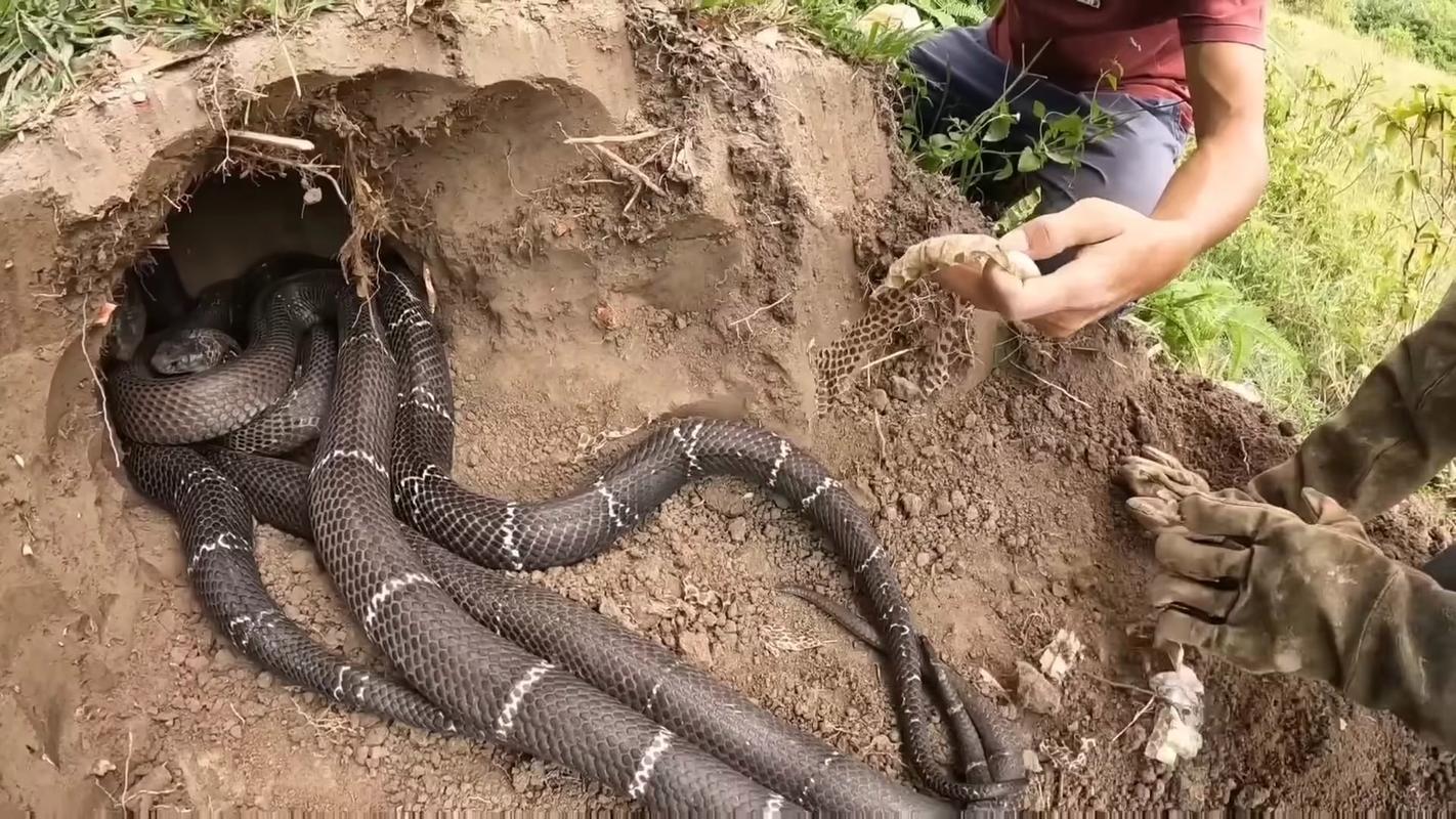 抓蛇视频2026