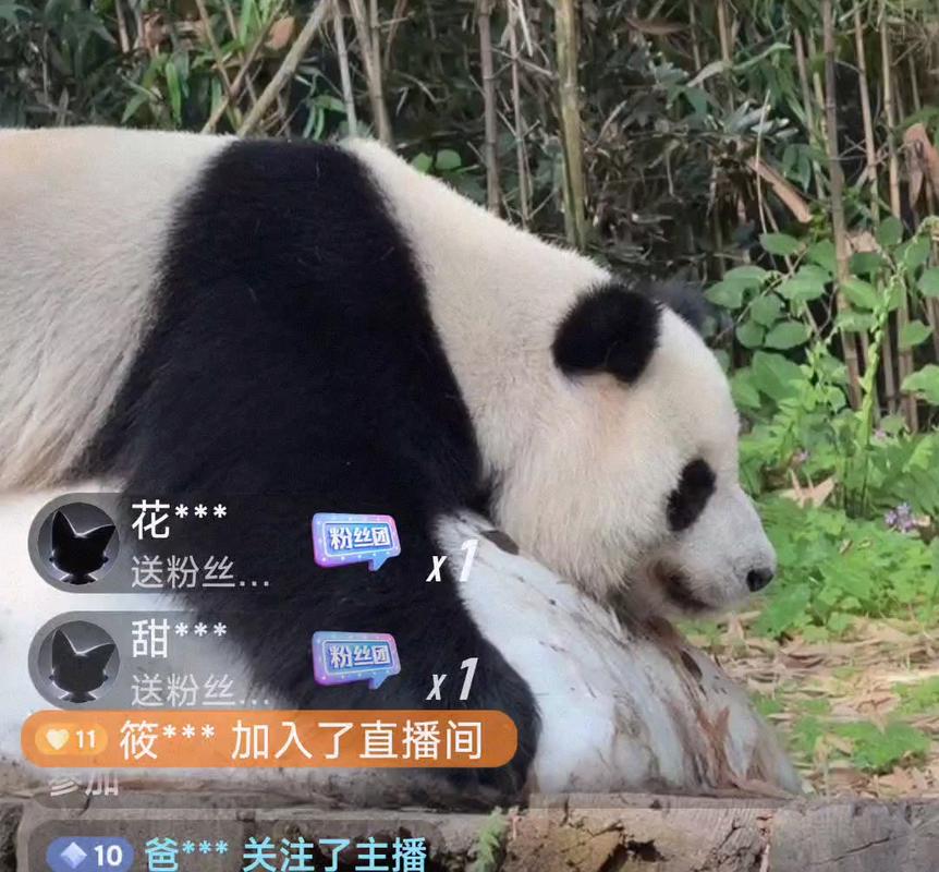 熊猫视频直播2026