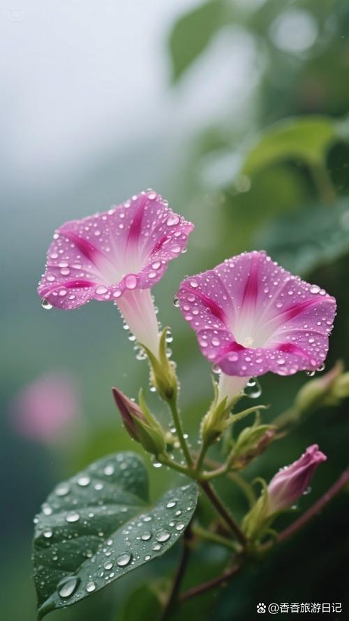 心雨花露下载2026
