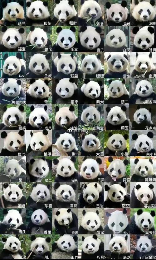 熊猫家族下载2026