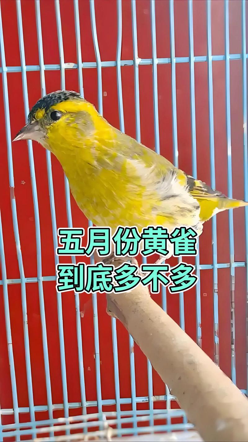 黄鸟网2026
